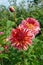 Dahlias of the \\\'Myrtle\\\'s Folly\\\' variety in a garden. Beautiful dahlia with coral, pink and yellow ruffled petals