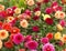 Dahlias in nursery garden