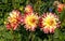 Dahlias \\\'Vuurvogel\\\' (also called \\\'Firebird\\\') in the garden, close-up