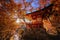 Daigoji pagoda with autumn leaf, Kyoto