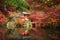 Daigoji pagoda and pond in autumn, Kyoto