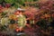 Daigoji Temple pagoda at autumn, Kyoto