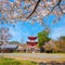 Daikakuji Temple with Beautiful full bloom cherry blossom garden in spring time