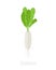 Daikon plant. Long white winter radish plant. Vector illustration on white background. Raphanus sativus