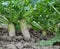 Daikon radish grows in organic open ground