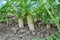 Daikon radish grows in organic open ground