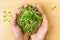 Daikon radish microgreen sprouts in hands. Male hands holding heap of radish green sprouts. Homegrown, fresh greenery.