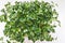 Daikon radish microgreens. Seed germination at home