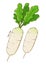Daikon Radish Vegetable Hand Drawing