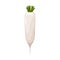 Daikon, radish or white carrot vector vegetable