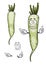 Daikon or white radish vegetable character