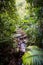 The Daintree Jindalba Boardwalk