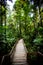 The Daintree Jindalba Boardwalk in Australia