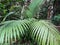 Daintree Rainforest Palm