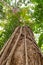 Daintree Rainforest, a Strangular Fig wrapping itself around a tree, Port Douglas, Queensland, Australia