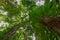 Daintree Rainforest tree tops with eclectic vegetation, Port Douglas, Queensland, Australia