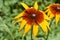 Dainty Black Eyed Susan Blooming in Nature