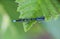 dainty damselfly, Coenagrion scitulum, on leaf by the river