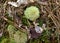 A dainty green windswept broom moss on the floor of a pine forest.