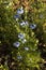 Dainty Nigella sativa flowe Love-in-a-mist, summer herb plant with different shades of blue flowers on small green shrub