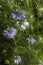 Dainty Nigella sativa flowe Love-in-a-mist, summer herb plant with different shades of blue flowers on small green shrub