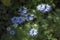 Dainty Nigella sativa flowe Love-in-a-mist, summer herb plant with different shades of blue flowers on small green shrub