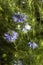 Dainty Nigella sativa flowe Love-in-a-mist, summer herb plant with different shades of blue flowers on small green shrub