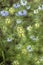 Dainty Nigella sativa flower with blue flowers Love-in-a-mist, summer herb plant with different shades of blue flowers on small