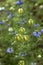 Dainty Nigella sativa flower with blue flowers Love-in-a-mist, summer herb plant with different shades of blue flowers on small