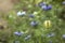 Dainty Nigella sativa flower with blue flowers Love-in-a-mist, summer herb plant with different shades of blue flowers on small