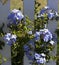 Dainty pale blue flowers of plumbago