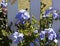 Dainty pale blue flowers of plumbago