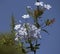 Dainty pale white flowers of plumbago