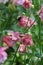 Dainty pink columbine blooms and buds on tall stems host bumblebee