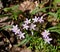 Dainty pink flowers and linear green leaves of spring beauty in a forest.