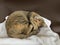 Dainty relaxed siberian cat sleeping