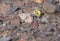 Dainty Sulphur, Nathalis iole, Butterfly, Puddling in Portland, Colorado