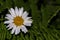 Dainty white crab spider hunting on a daisy