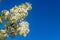 Dainty white flowers on the branches of a tree isolated against clear blue sky