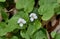 Dainty white flowers of Canada violet