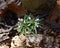 Dainty white flowers and toothed green leaves of cutleaf toothwort in a spring forest.