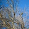 Dainty white plumed Honeyeater Lichenostomus penicillatus