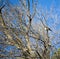 Dainty white plumed Honeyeater Lichenostomus penicillatus