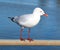 Dainty white seagull perching on an iron rail at the estuary.