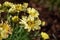 Dainty yellow daisy flower blooms