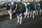 Dairy black and white cows. Modern cowshed