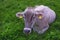 Dairy breed cow lying on a meadow.