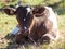 Dairy Calf Enjoying the Sunshine