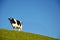 Dairy Cattle with Blue Sky Background