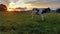 Dairy cattle cow farming sunset / sunrise